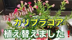 カリブラコア植え替え