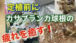 カサブランカ球根疲れ癒し