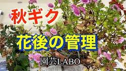 秋ギク花後の管理