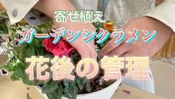 ガーデンシクラメン寄せ植え