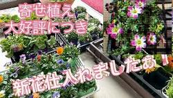 寄せ植え新花仕入れ