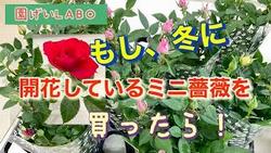 冬開花のミニバラ