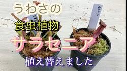 サラセニア植え替え