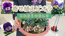 寄せ植えビオラワンポイント