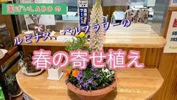 春の寄せ植え