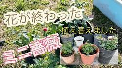 ミニ薔薇植え替え