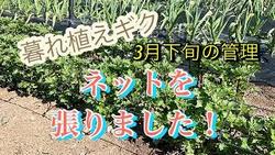 暮れ植え菊ネット張り