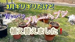 青いバラブルーヘブン植え替え