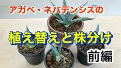 ネバデンシス植え替えと株分け前編