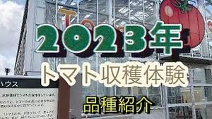 2023年トマト収穫体験 品種紹介