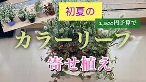 1,500円予算で、初夏のカラーリーフ寄せ植え！