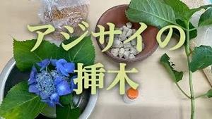 アジサイの挿し木