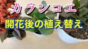 カランコエ、開花後の植え替え！