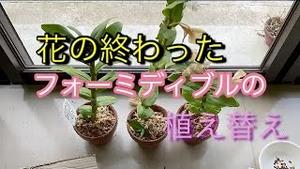 花が終わったフォーミディブルの植え替え