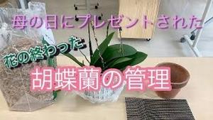 花の終わった胡蝶蘭の管理（前編）