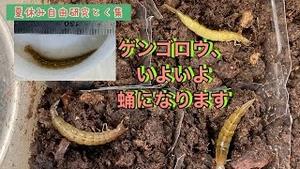 ゲンゴロウがいよいよ蛹になります