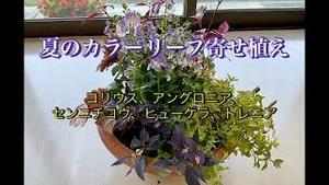 夏のカラーリーフ寄せ植え