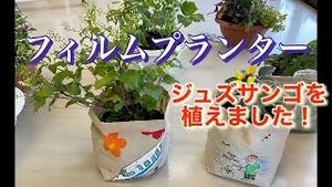 フィルムプランターに ジュズサンゴを植えました!