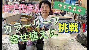 お千代さん、コリウスのカラーリーフ寄せ植えに挑戦！