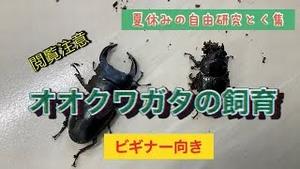 夏休みの自由研究特集　オオクワガタの飼育！！ビギナー向き