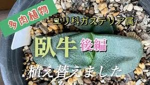 ユリ科ガステリア属の多肉植物「臥牛」植え替えました！後編！！