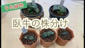 多肉植物 「臥牛」の株分け