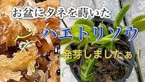 お盆にタネを蒔いたハエトリソウ、発芽しました！