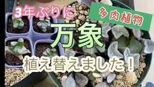 3年ぶりに、多肉植物「万象」、植え替えました！