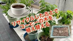 リサイクルした古土で、コーヒーの木を植え替える！