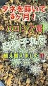 タネを蒔いて５ヶ月！パロジア属「白獅子丸」を植え替えました！