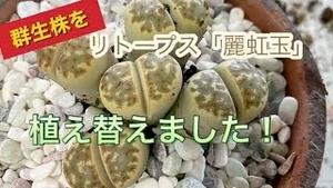 リトープス「麗虹玉」群生株を植え替えました！