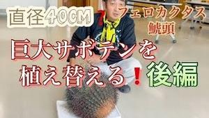 直径40cm？ 巨大サボテン「鯱頭」を植え替える! 後編