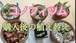 コノフィツム、購入後の植え替え