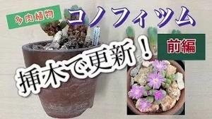 多肉植物、コノフィツム、挿木で更新！前編