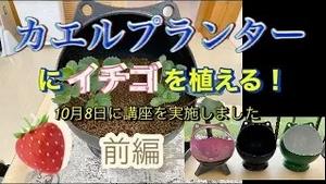 カエルプランターにイチゴを植える！前編