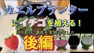 カエルプランターにイチゴを植える！後編