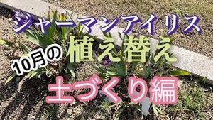 ジャーマンアイリス、10月の植え替え　土づくり編