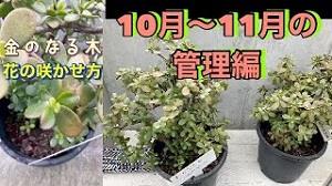 金のなる木、花の咲かせ方! 10〜11月の管理編!