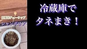 原種系チューリップ「シャンデリア」、冷蔵庫でタネまき!