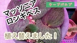 ケープバルブ、マッソニア・ロンギペス　植え替えました！