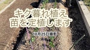 キク暮れ植え、苗を定植します！