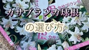 カサブランカ 球根の選び方！