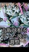 カサブランカ 市販球根を買った後の調整法！