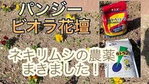 パンジー、ビオラ花壇に、ネキリムシの農薬をまきました！