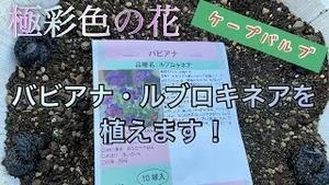 ケープバルブ、極彩色の花、バビアナ・ルブロキネアを植えます！