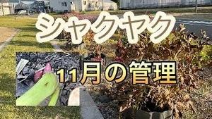 シャクヤク、11月の管理！