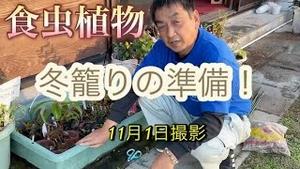 食虫植物、冬籠りの準備！