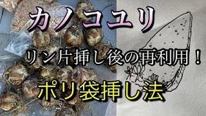 カノコユリ、リン片挿し後の再利用！ポリ袋挿し法！！