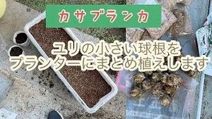 カサブランカ、ユリの小さい球根をプランターにまとめ植えします！