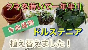 タネを蒔いて一年半！多肉植物「ドルステニア」を植え替えました！